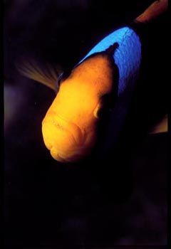 Clown Fish - Papua New Guinea - Nikon N90s Nexus Housing ... by Kristin Herold 